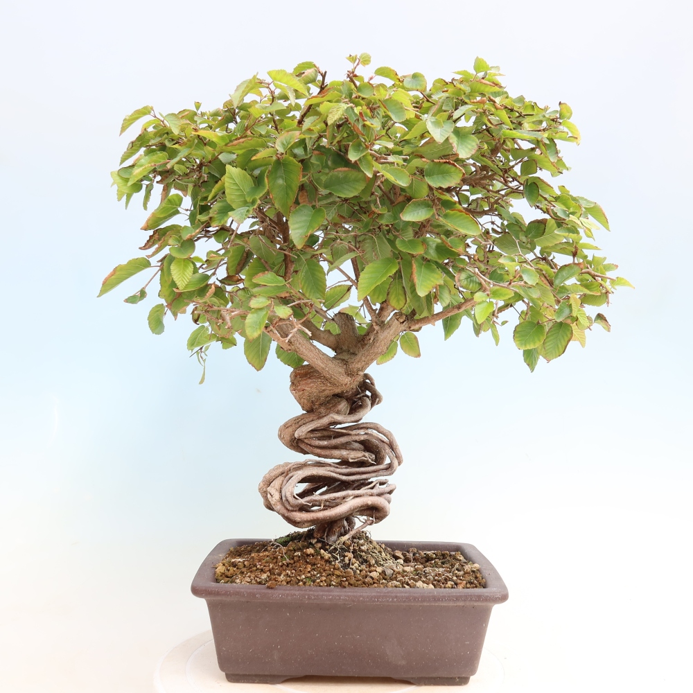 Kültéri bonsai -Carpinus CARPINOIDES - Koreai gyertyánfa
