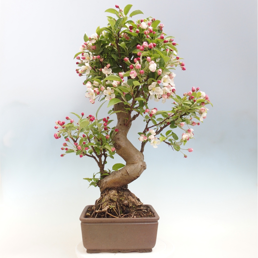Kültéri bonsai -Malus halliana - Kis gyümölcsű almafa