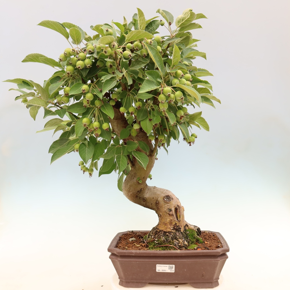 Kültéri bonsai -Malus halliana - Kis gyümölcsű almafa