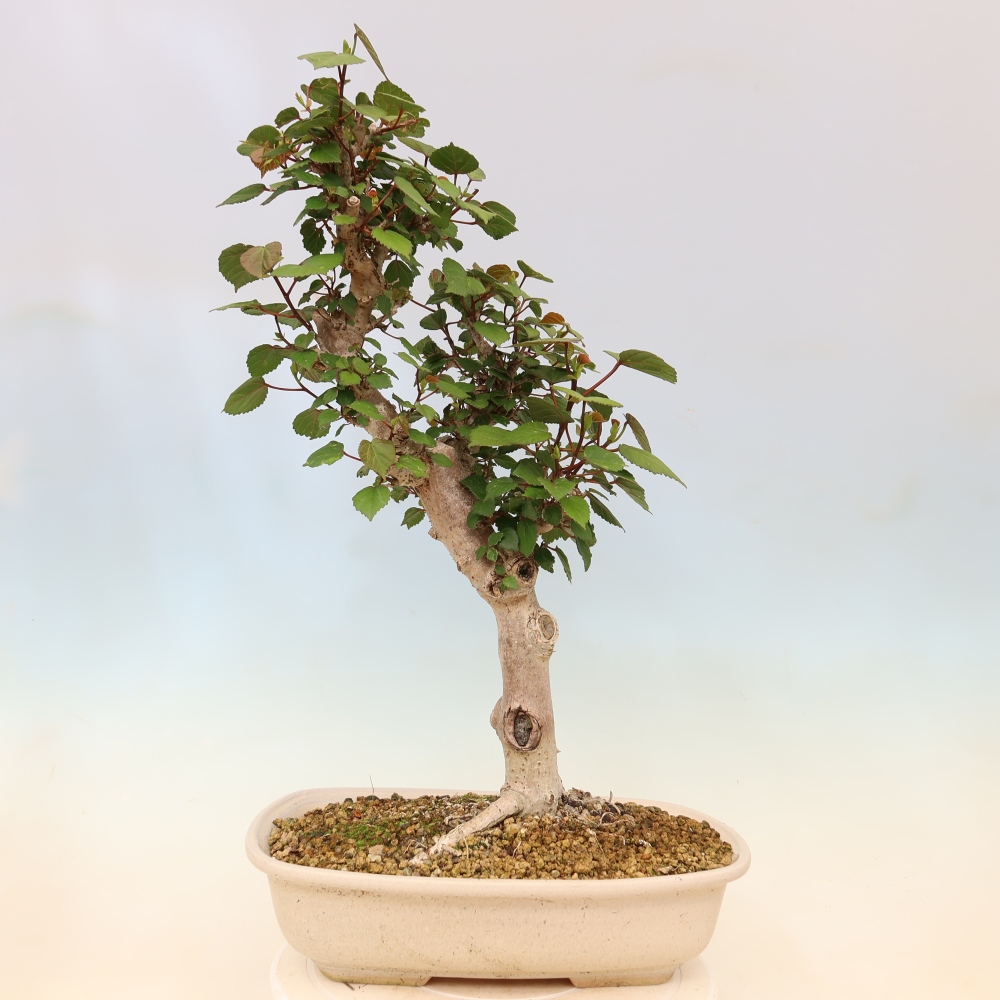 Beltéri bonsai - Hibiscus tiliaceus - tengeri hibiszkusz
