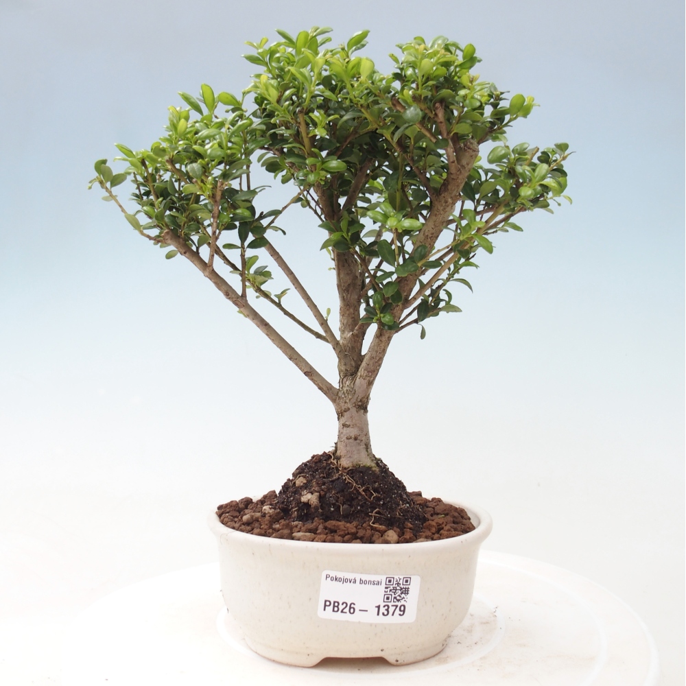 Szobai bonsai - Ilex crenata - Holly