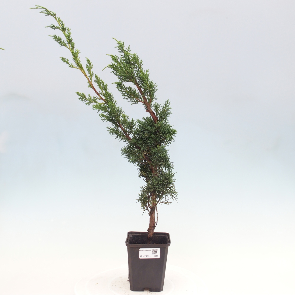 Kültéri bonsai - Juniperus chinensis Kishu
