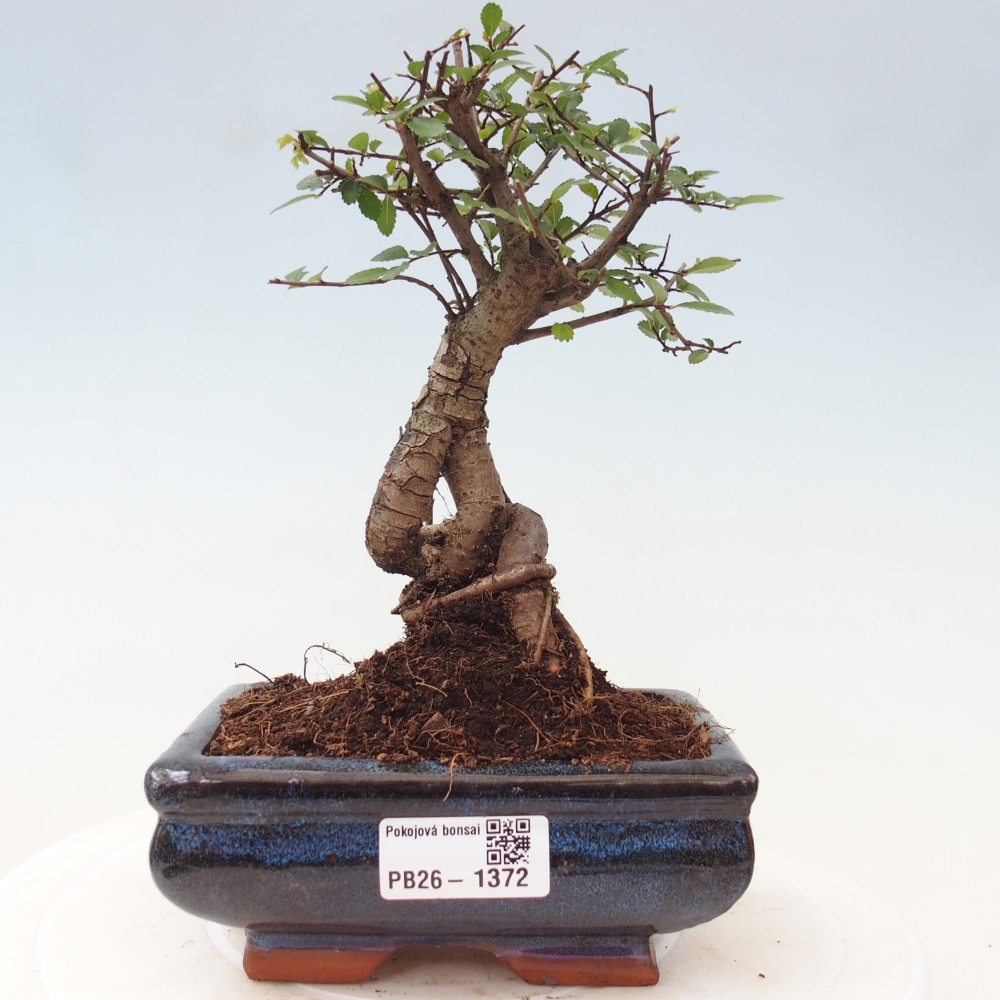 Szobai bonsai - Ulmus parvifolia - Kislevelű szilfa