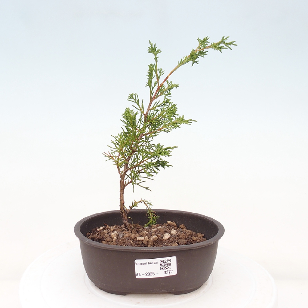 Kültéri bonsai - Juniperus chinensis Itoigawa