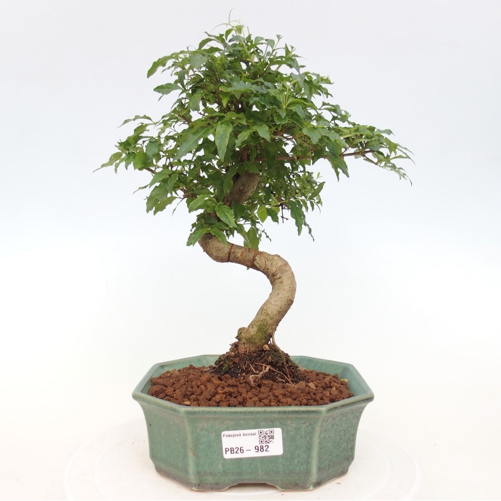 Szobai bonsai -Ligustrum chinensis - Madárcsőr