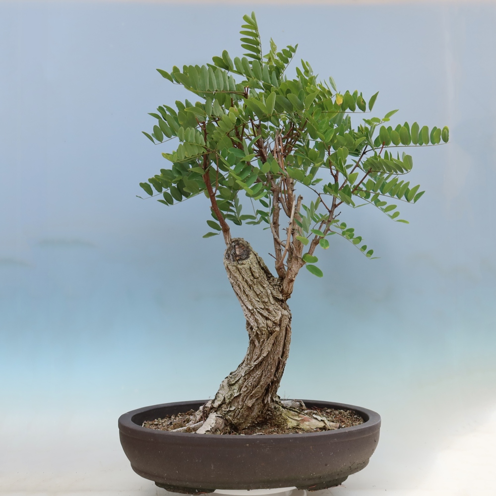 Kültéri bonsai - Tüskés akác - Robinia pseudoacacia