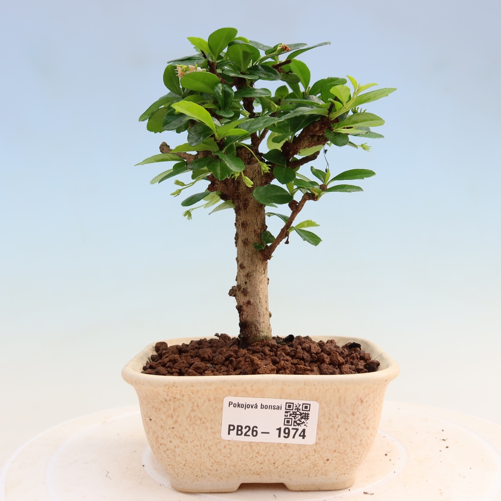 Szobai bonsai - Carmona macrophylla - Tea fuki