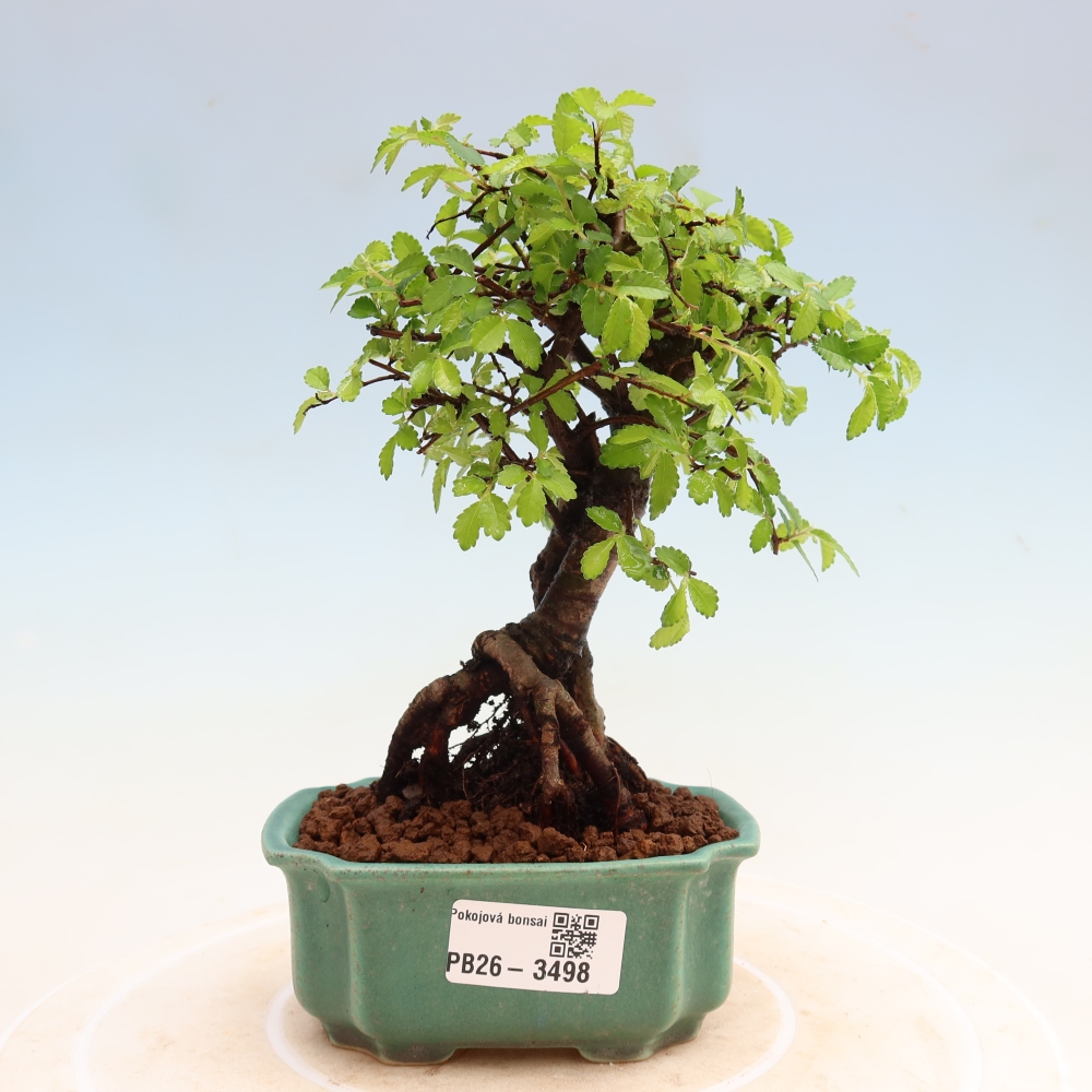 Szobai bonsai - Ulmus parvifolia - Kislevelű szilfa