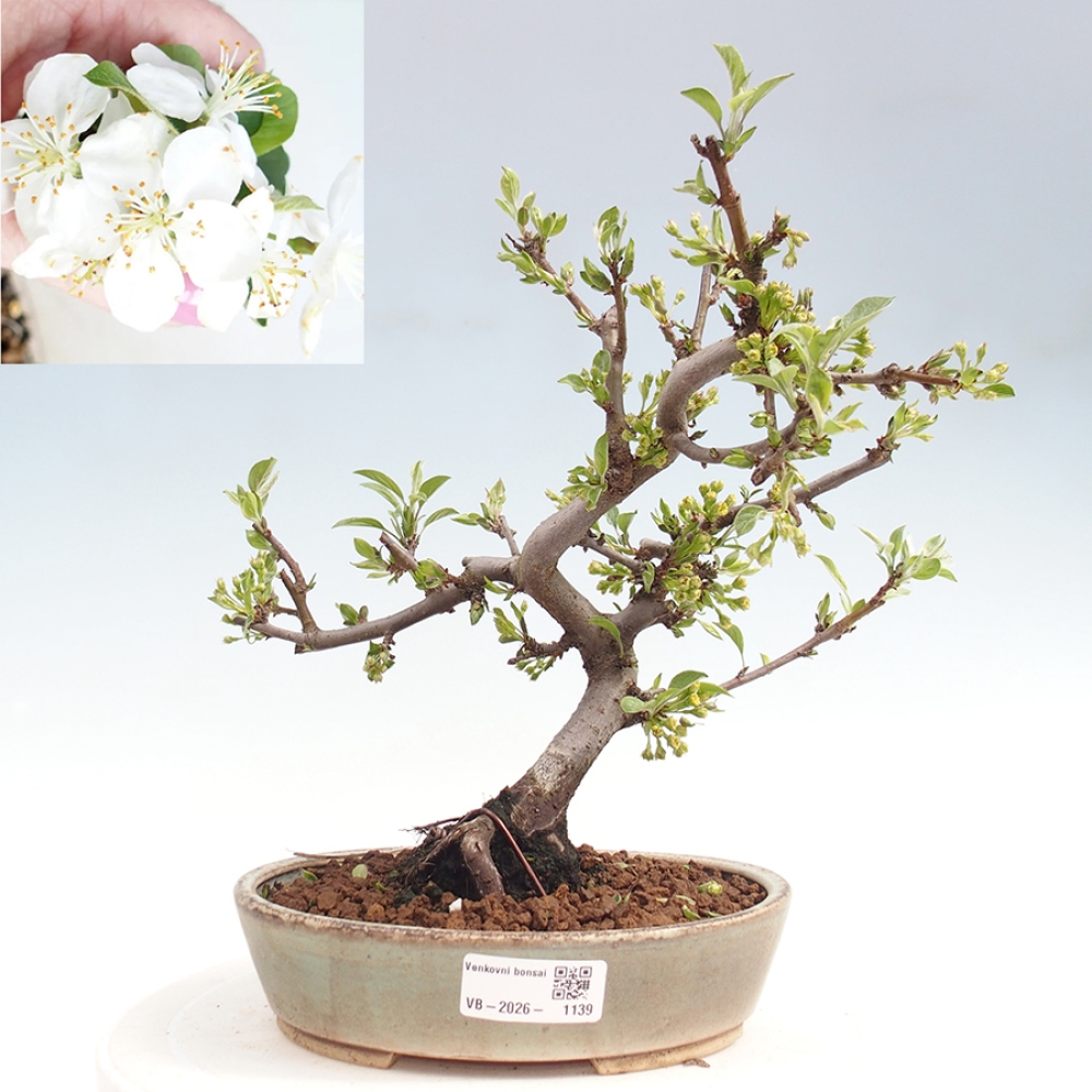 Kültéri bonsai - Malus sargentii - Kis gyümölcsű almafa