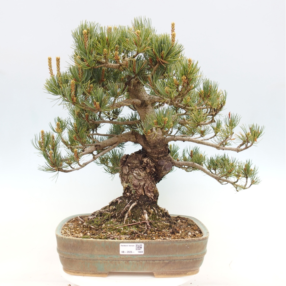 Kültéri bonsai - Pinus parviflora - Pinus parviflora
