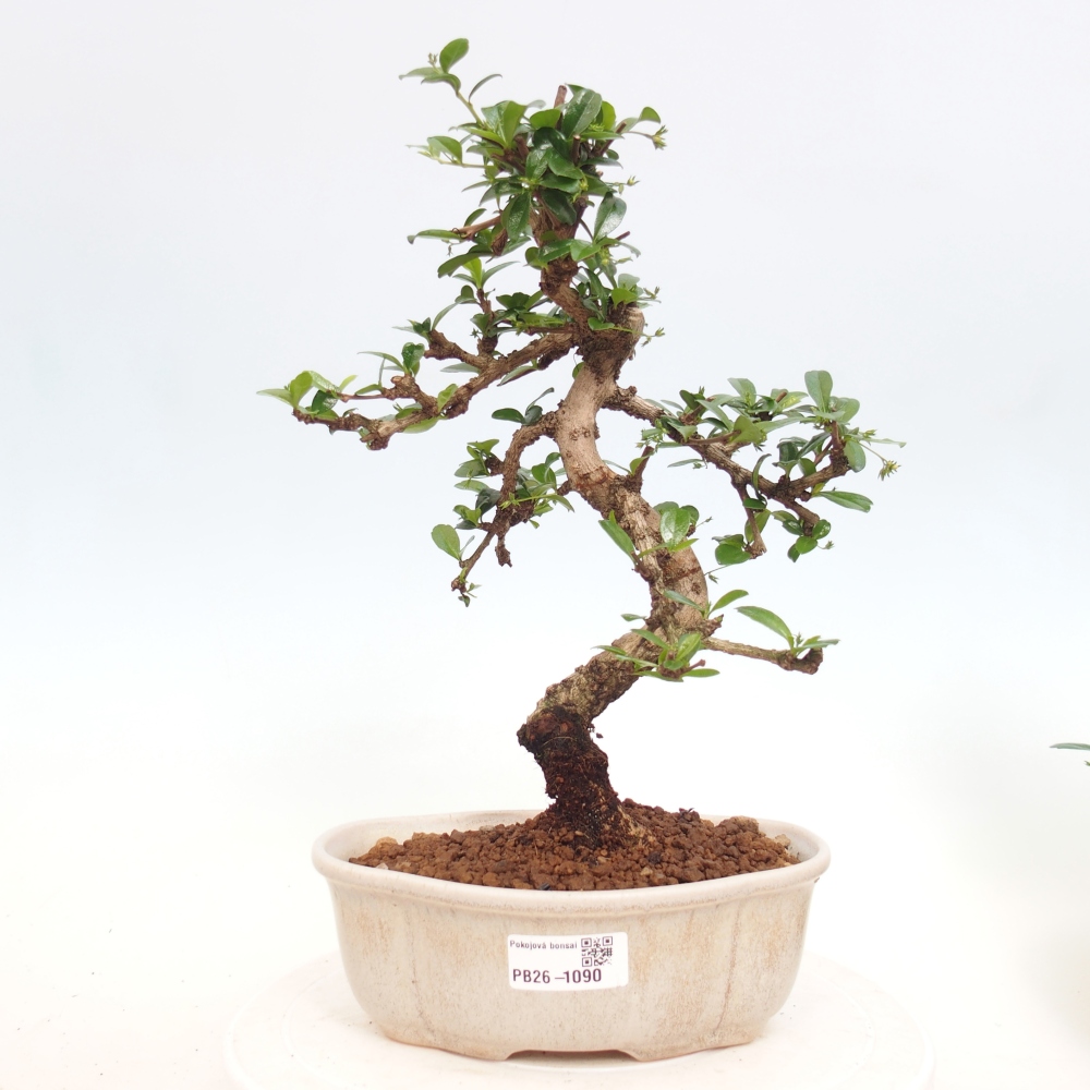 Szobai bonsai - Carmona macrophylla - Tea fuki