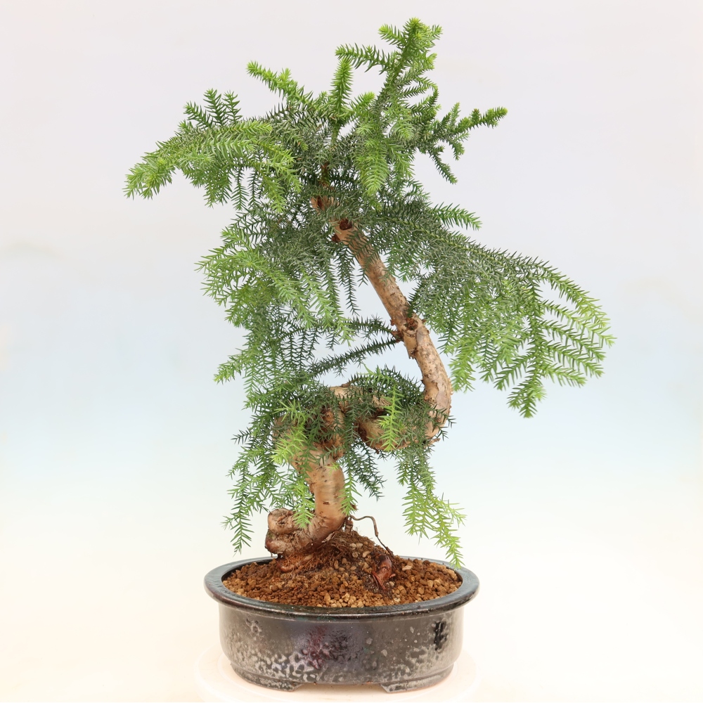 Szobai bonsai - Araucaria - szobai lucfenyő