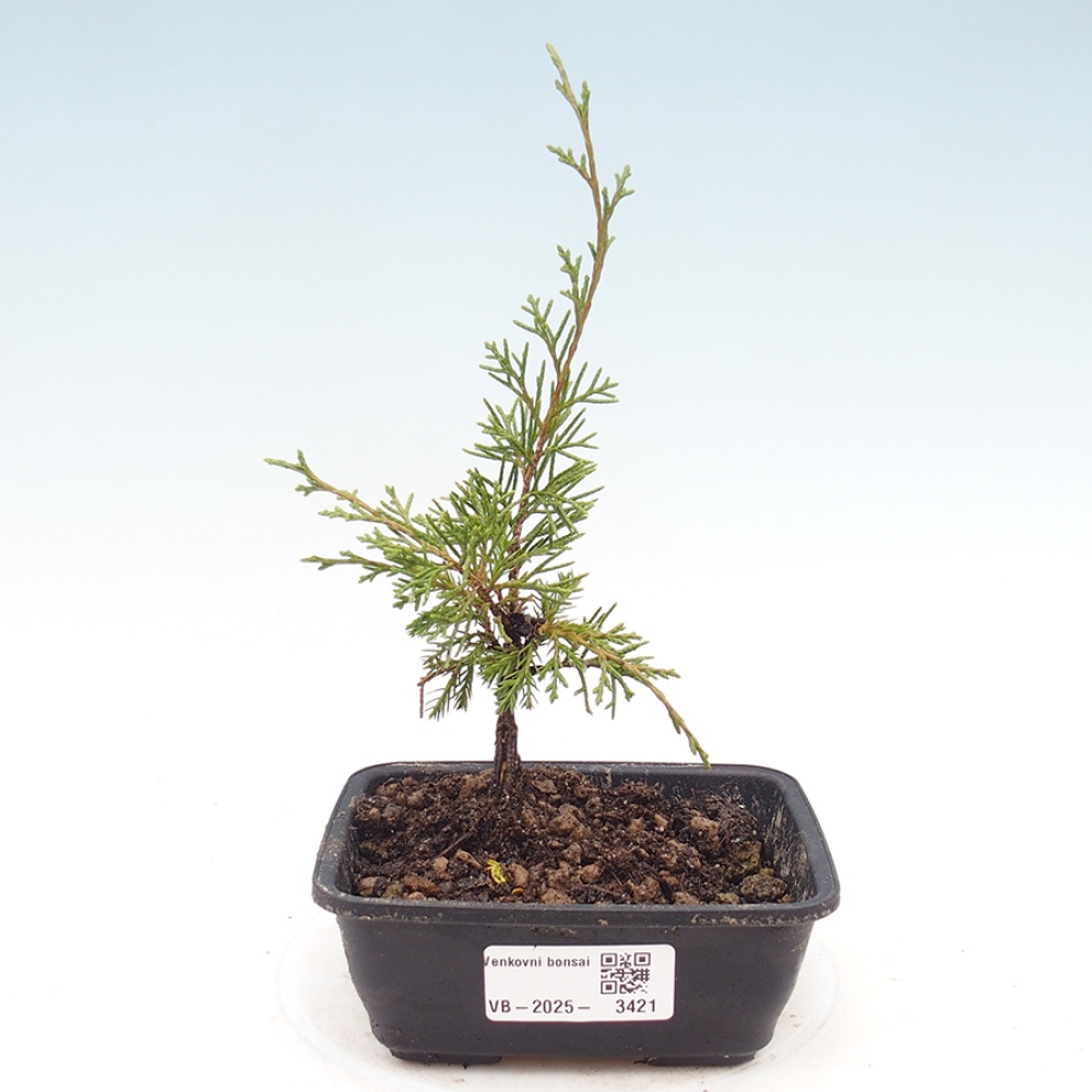 Kültéri bonsai - Juniperus chinensis Itoigawa