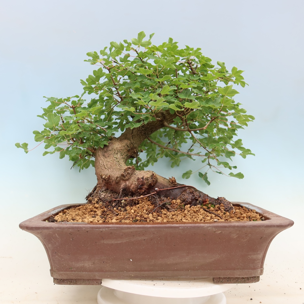 Kültéri bonsai -Javor babyka - Acer campestre