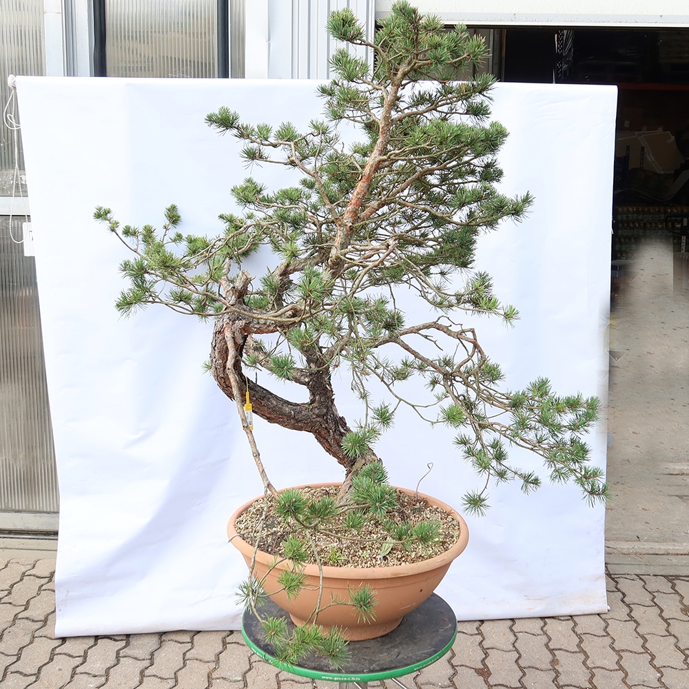 Pinus sylvestris Spanyolország – erdei fenyő