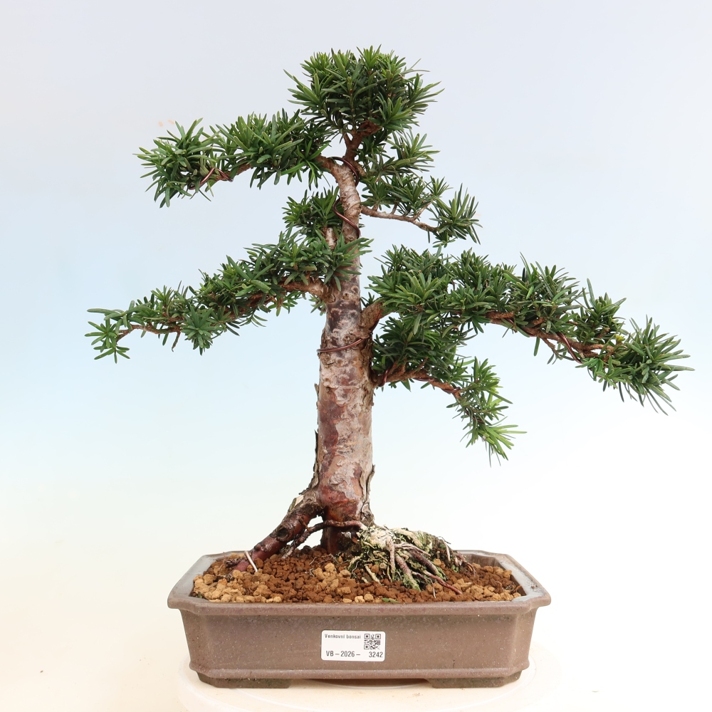 Kültéri bonsai - Taxus cuspidata - japán tiszafa