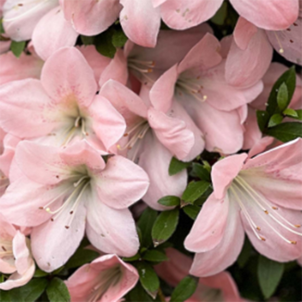Kültéri bonsai - Japán azálea - Azalea Jukokan