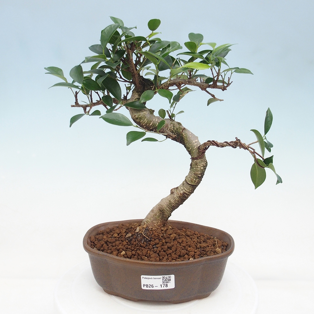Szobai bonsai - Ficus retusa - kislevelű fikusz