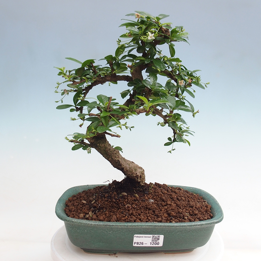 Szobai bonsai - Carmona macrophylla - Tea fuki