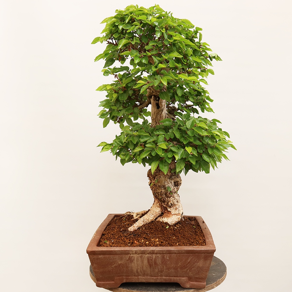 Kültéri bonsai -Carpinus Coreana - Koreai gyertyánfa