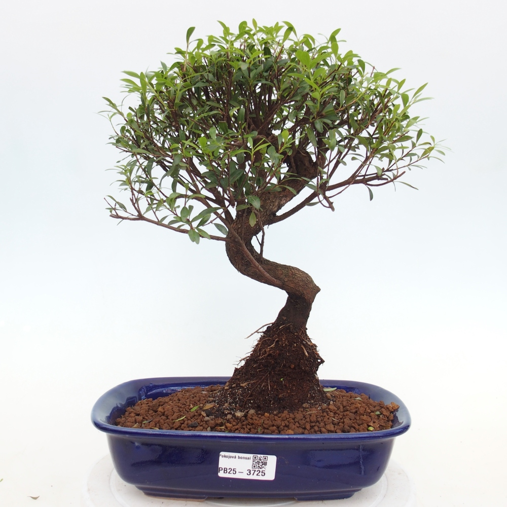 Szobai bonsai - Syzygium - Pimento