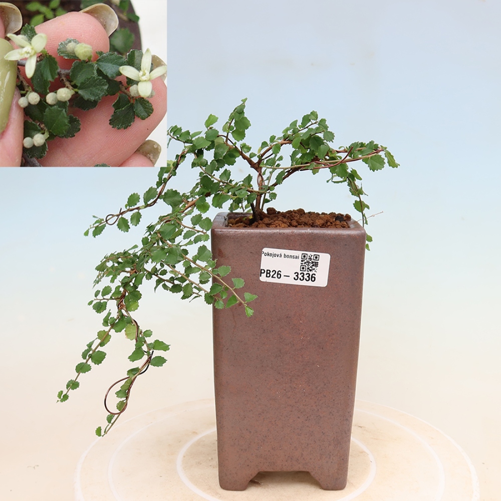 Szobai bonsai - Grewia sp. - Grewia malafolia