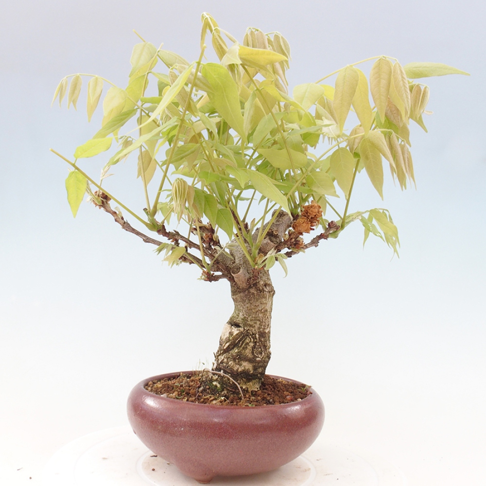 Kültéri bonsai - Wisteria floribunda