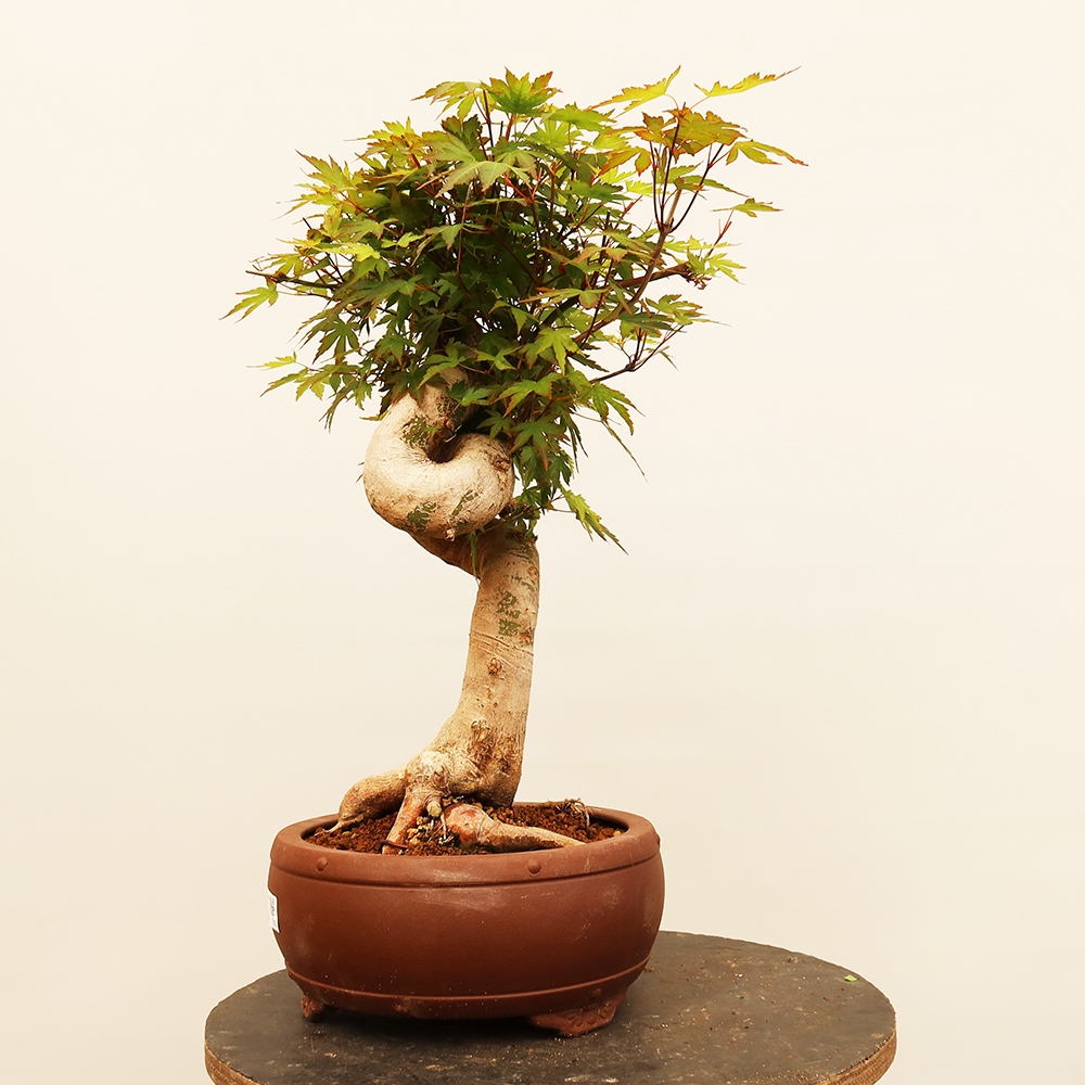 Kültéri bonsai - Maple palmatum - Pálmák