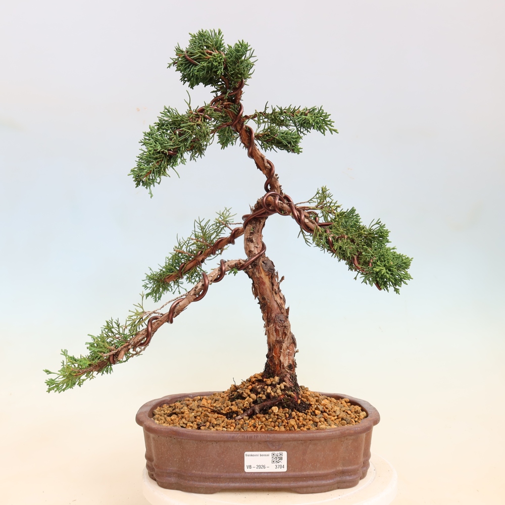 Kültéri bonsai - Juniperus chinensis Kishu