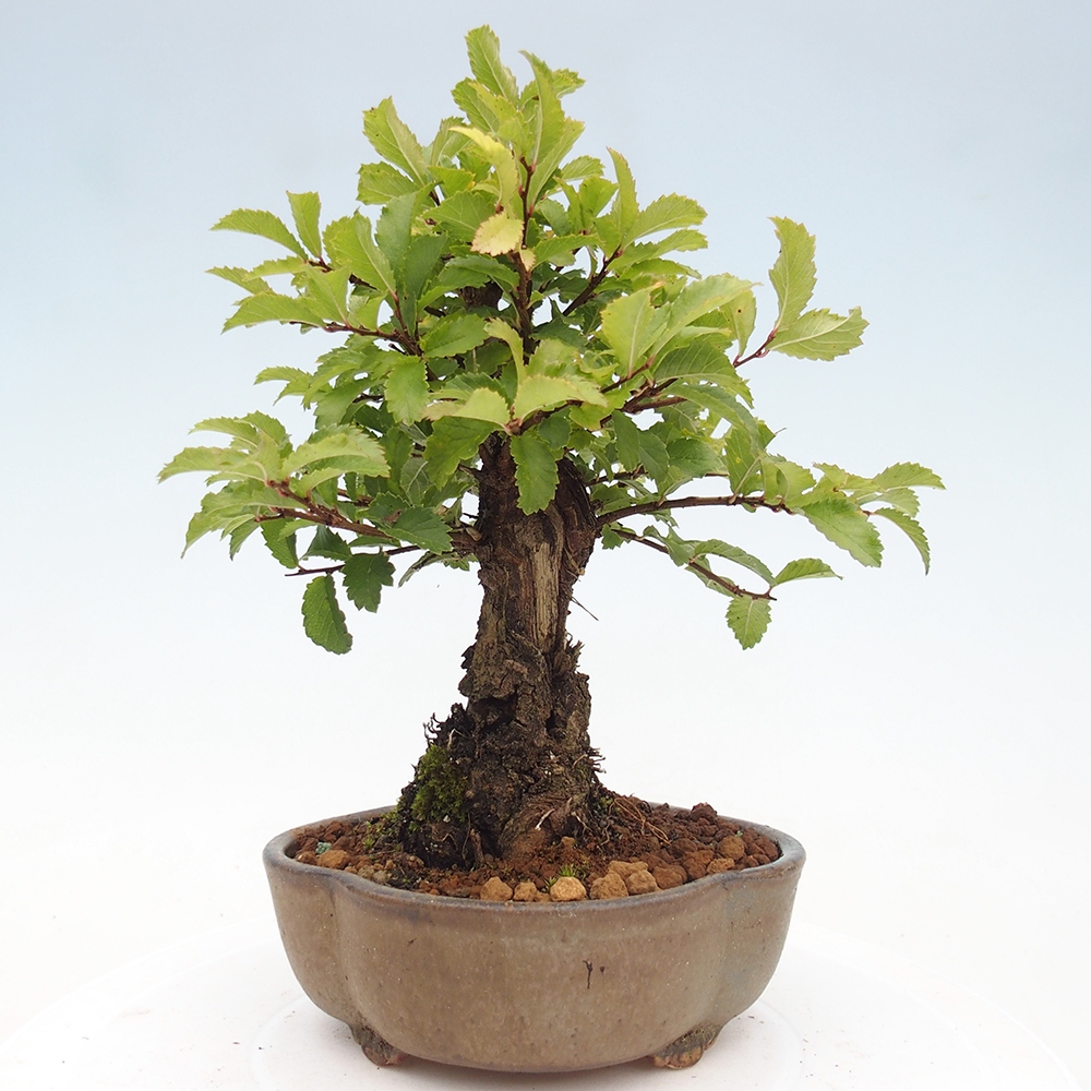Kültéri bonsai - Zelkova - Zelkova NIRE