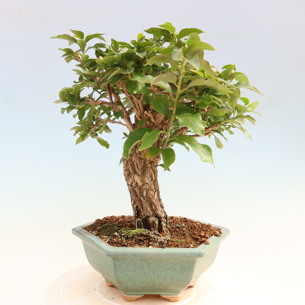 Szoba bonsai - Bouganwilea