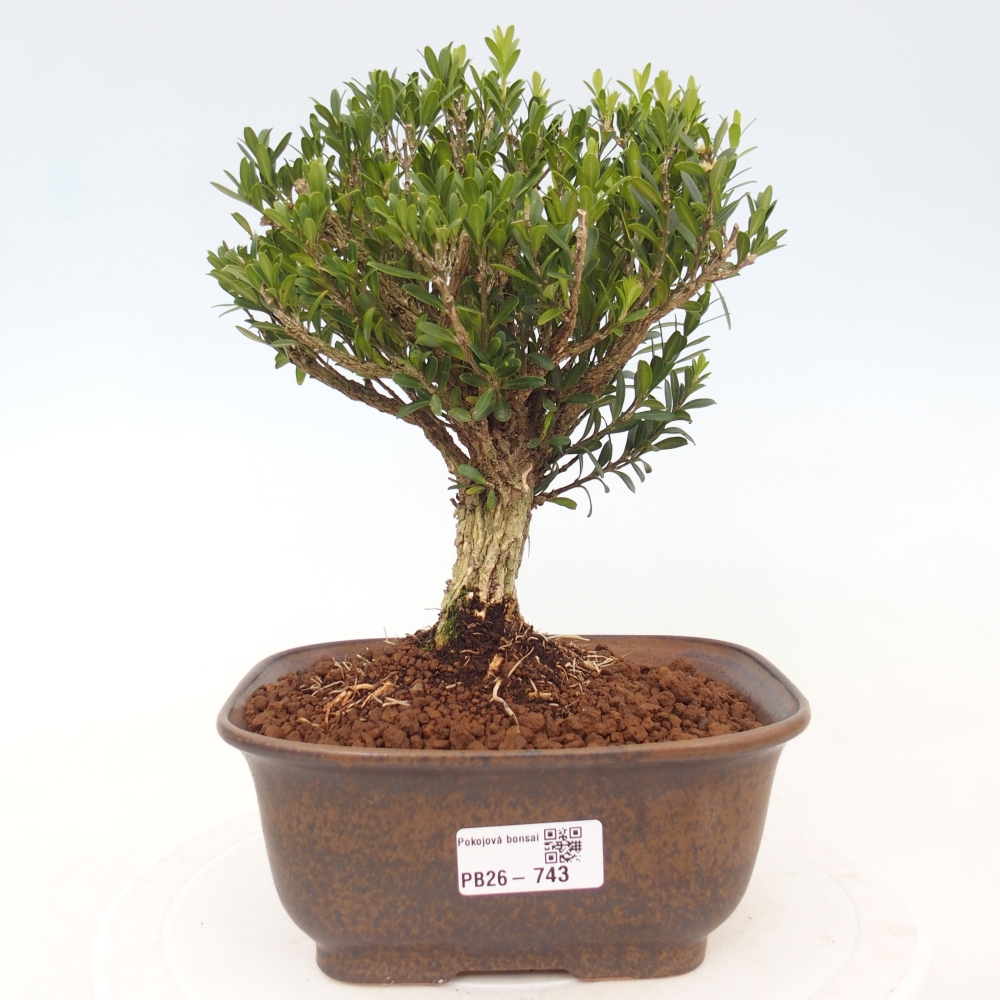 Szobai bonsai - Buxus harlandii - parafa buxus