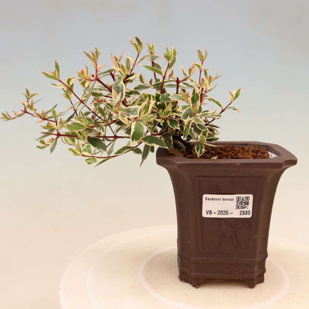 Kültéri bonsai – Abelia gr. Confetti – Nagyvirágú abélia