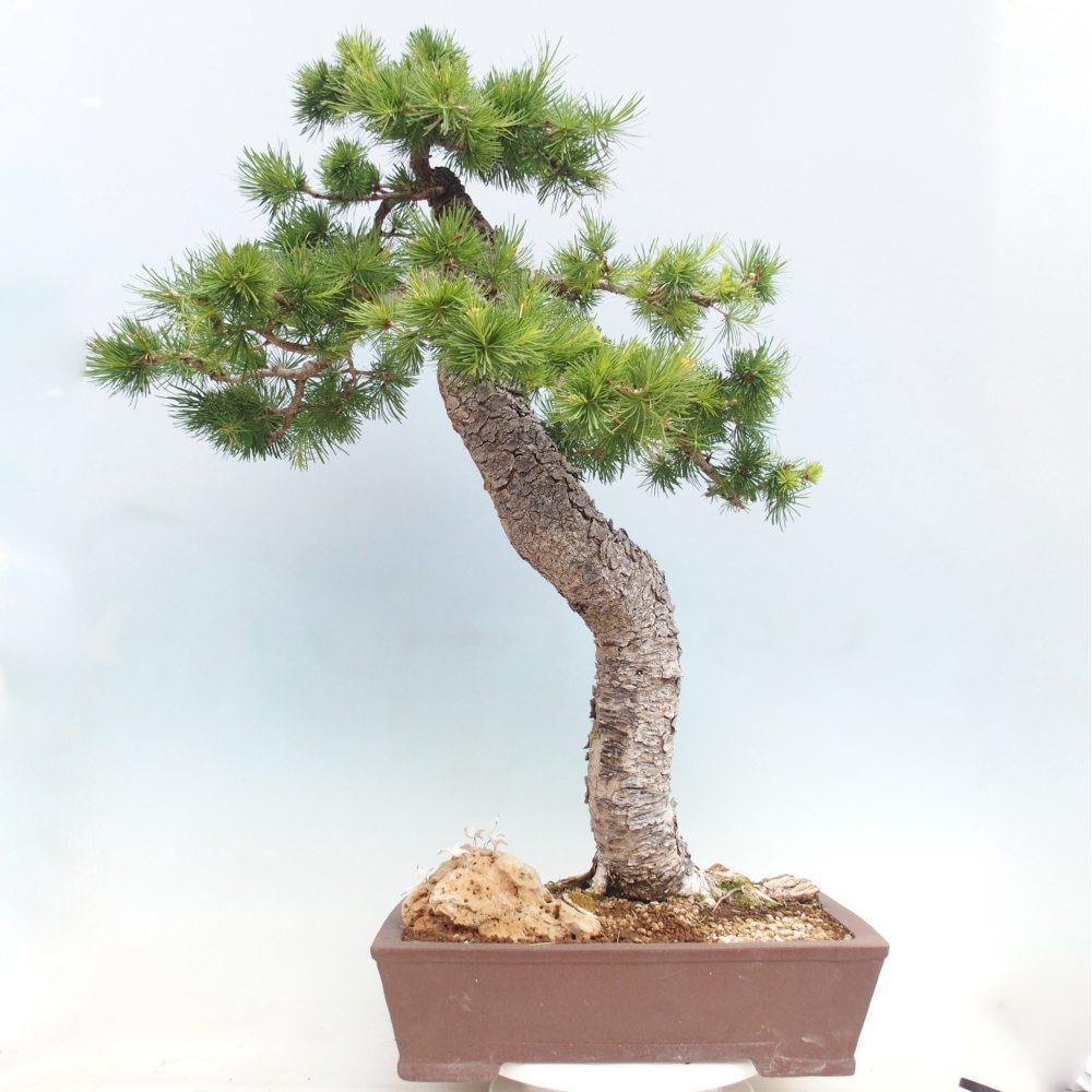 Kültéri bonsai - Larix decidua - vörösfenyő