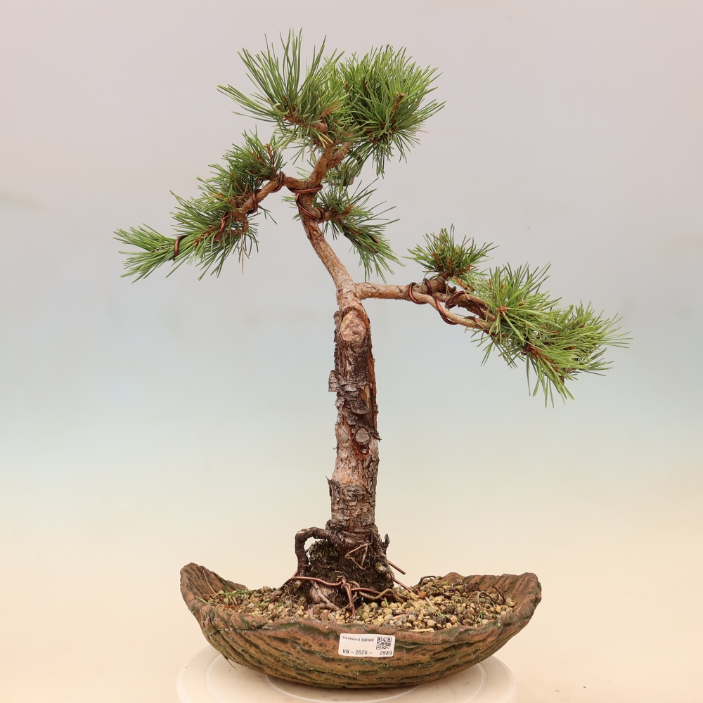 Kültéri bonsai - Pinus Sylvestris Watererri - erdeifenyő