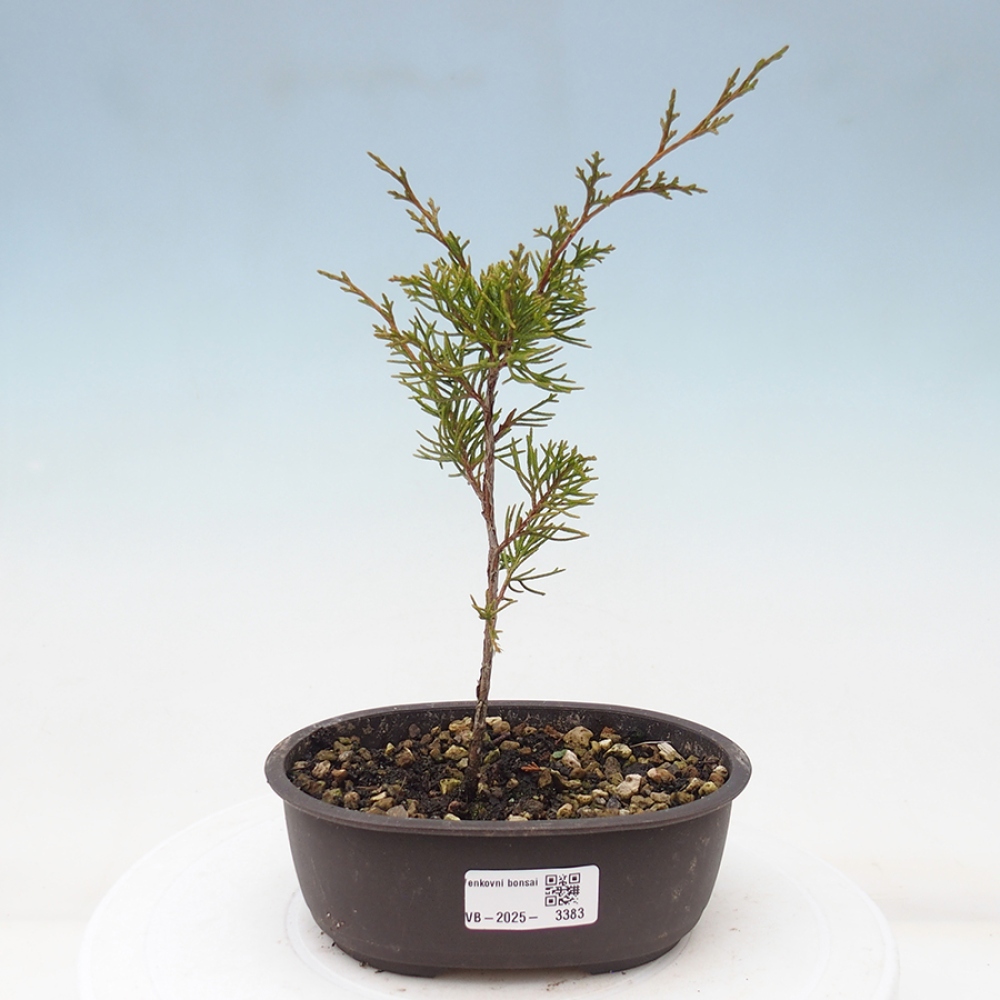 Kültéri bonsai - Juniperus chinensis Itoigawa