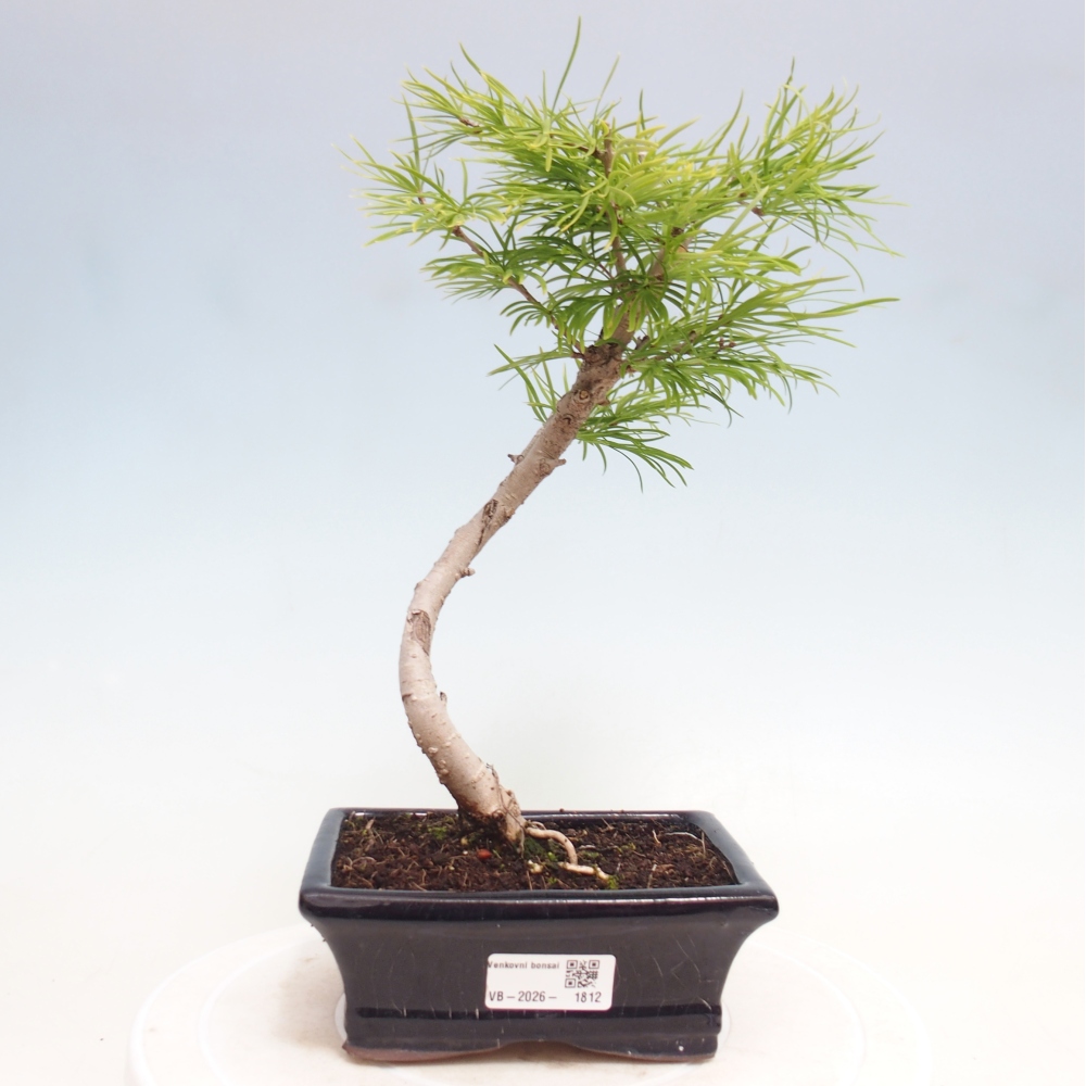 Kültéri bonsai -Pseudolarix amabis-Pseudolarix amabis-Pseudolarix amabis