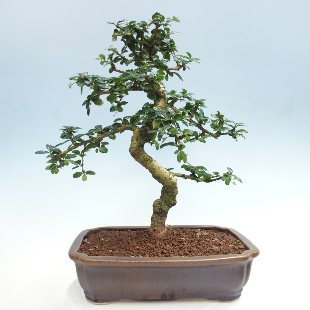 Szobai bonsai - Carmona macrophylla - Tea fuki