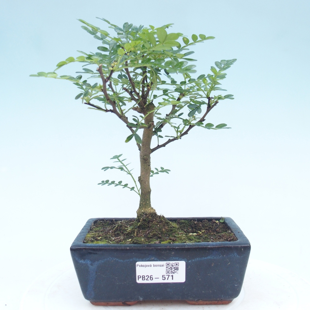 Szobai bonsai - Zantoxylum piperitum - borsfa