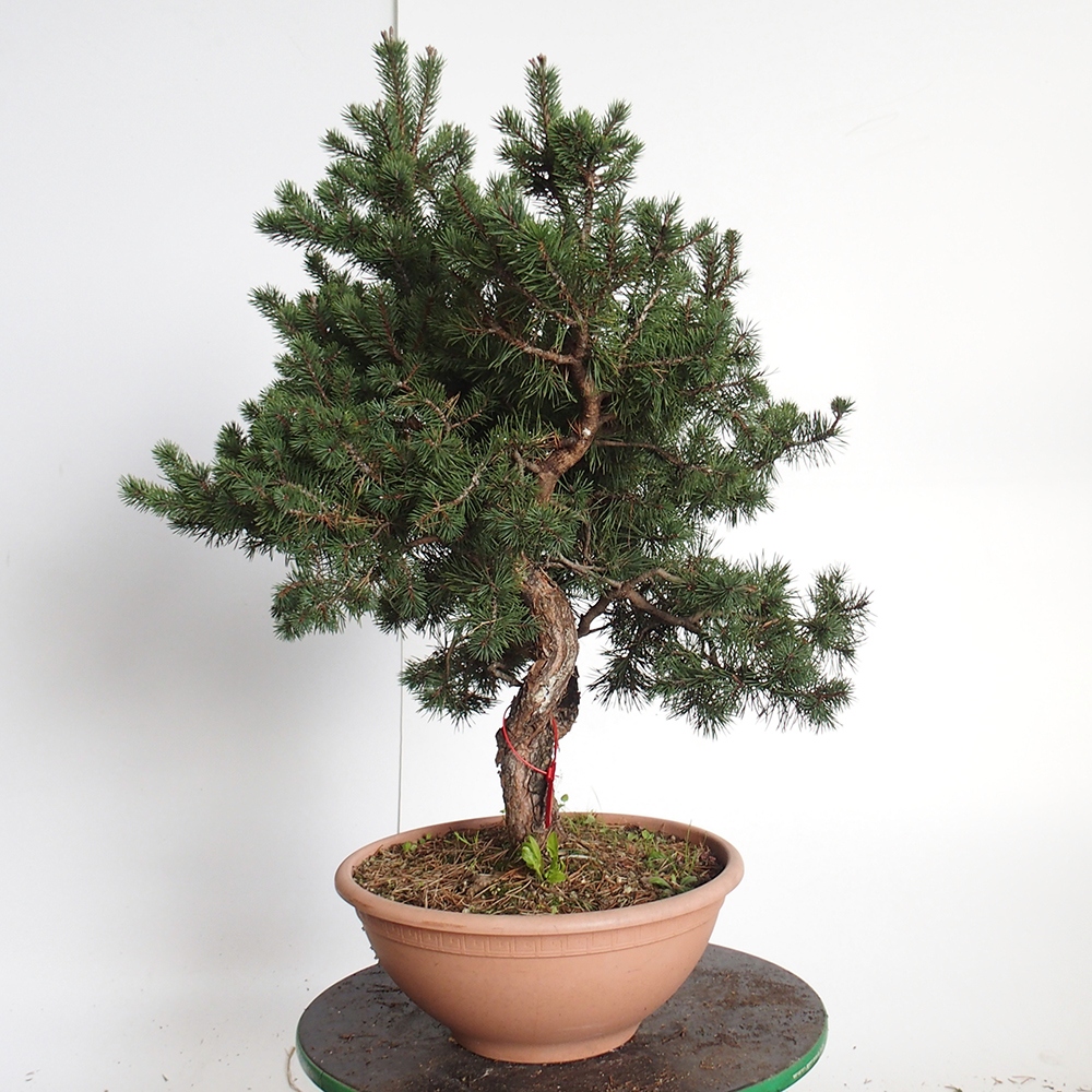 Yamadori - Pinus sylvestris Spanyolország