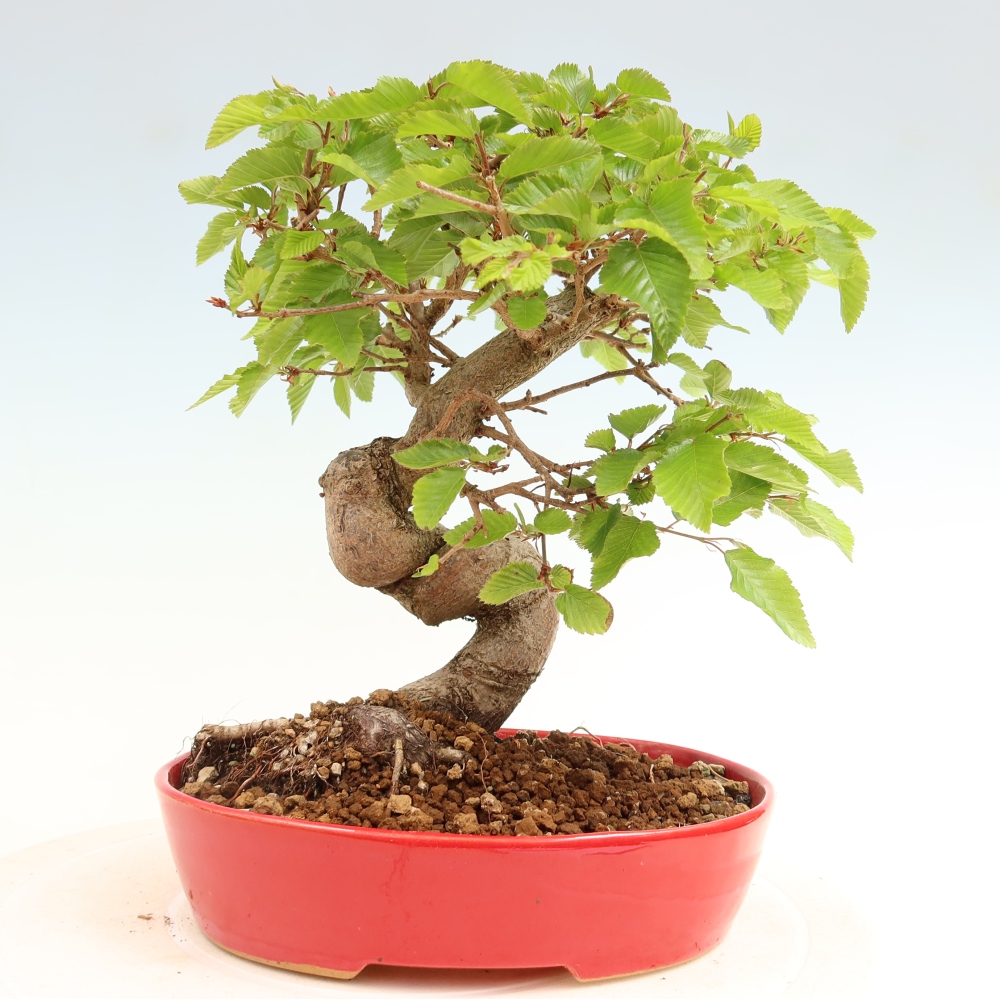 Kültéri bonsai -Carpinus Coreana - Koreai gyertyánfa