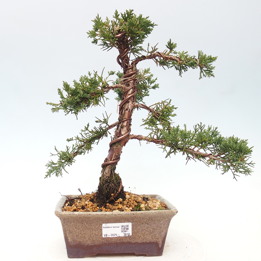 Kültéri bonsai - Juniperus chinensis Kishu