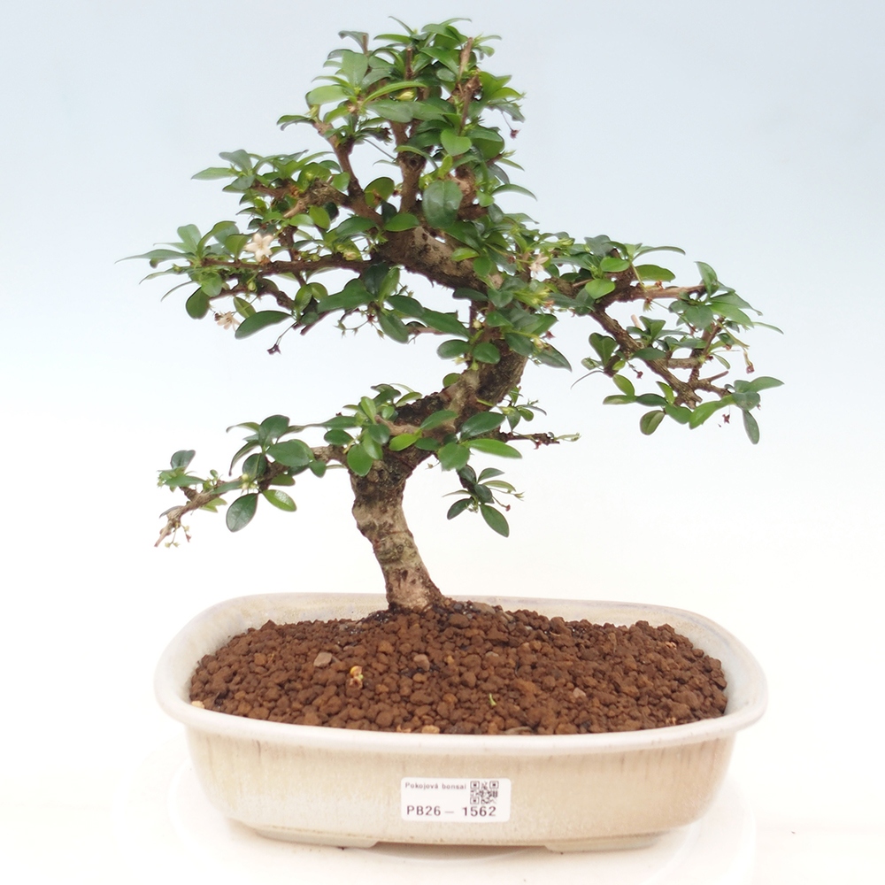Szobai bonsai - Carmona macrophylla - Tea fuki