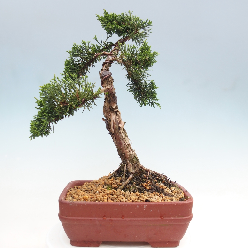 Kültéri bonsai - Juniperus chinensis Kishu