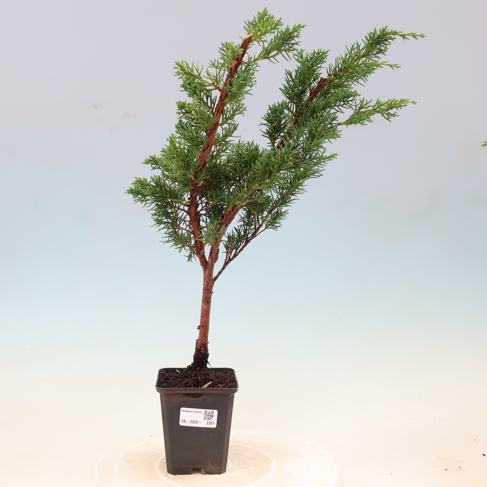 Kültéri bonsai - Juniperus chinensis Kishu