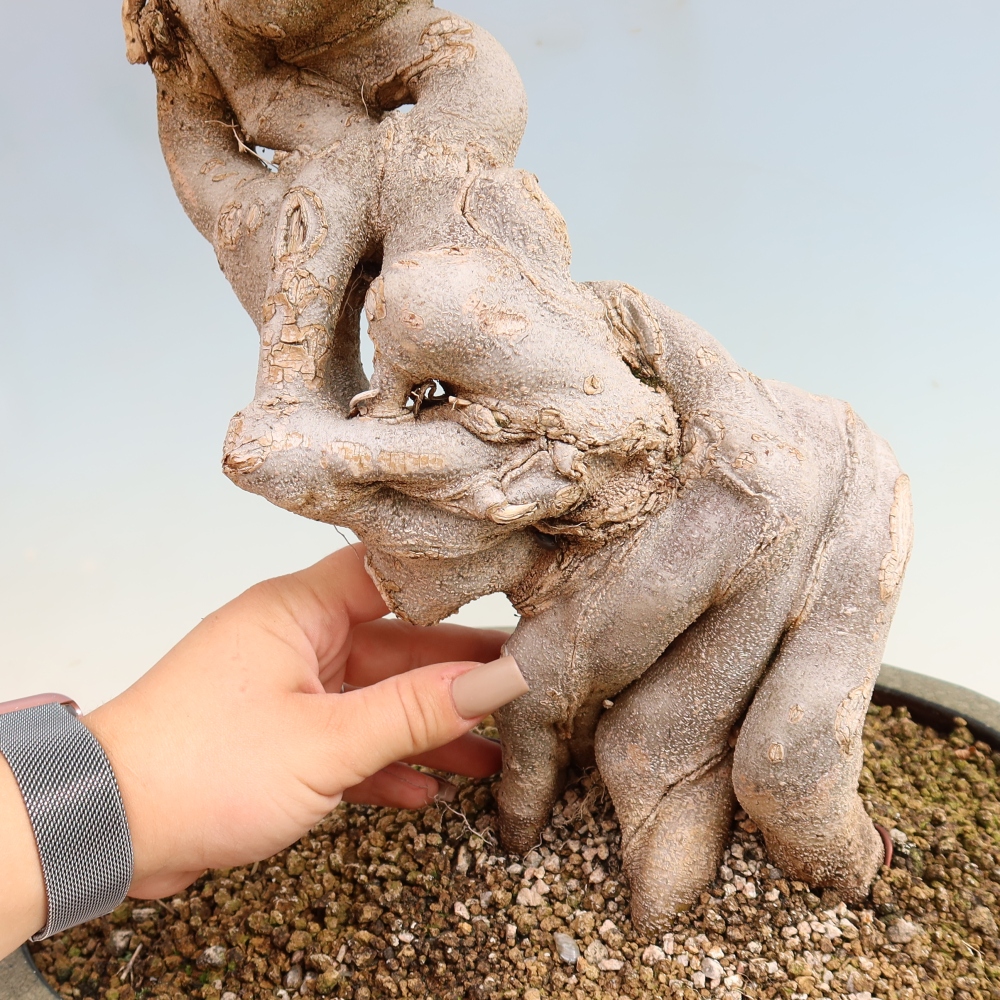 Kültéri bonsai - Acer Buergerianum - Burger juhar