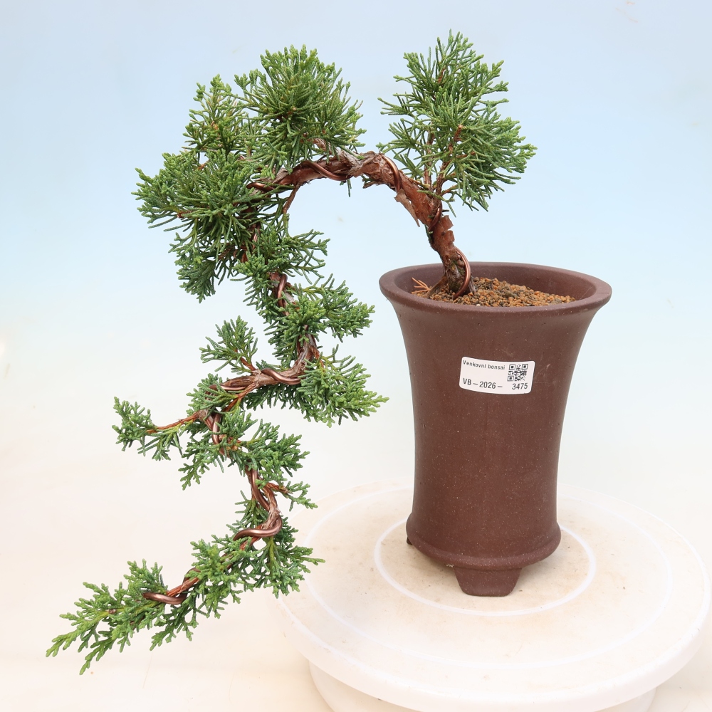 Kültéri bonsai - Juniperus chinensis Kishu