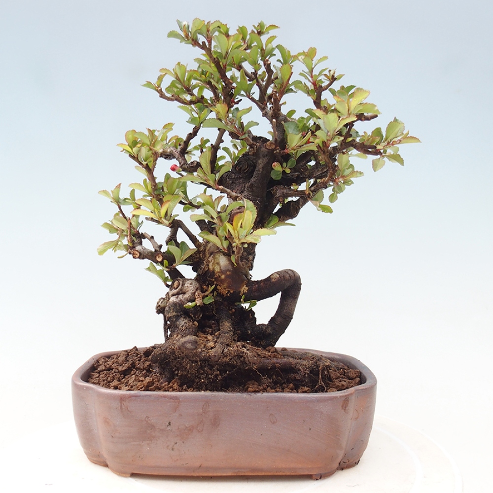 Kültéri bonsai - Chaneomeles speciosa - birs