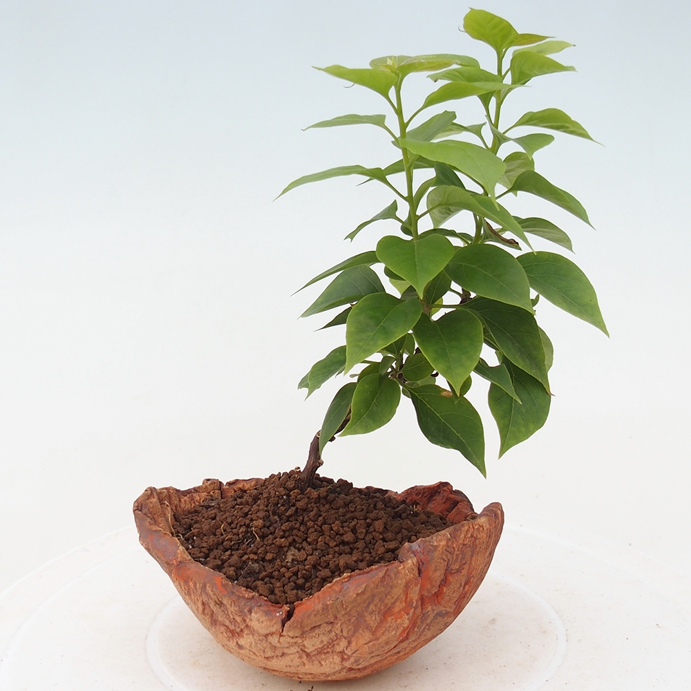 Szoba bonsai - Bouganwilea