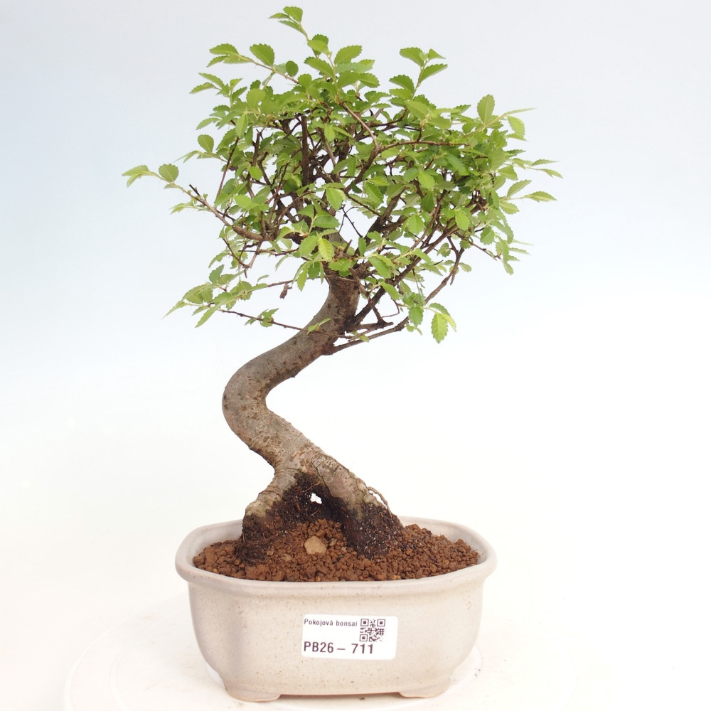 Szobai bonsai - Ulmus parvifolia - Kislevelű szilfa